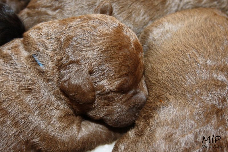 2011-05-07 Puppies Candy & Svet (37).jpg